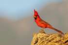 Northern cardinal, colors of last light in the mountains of southern Arizona, USA Art Print
